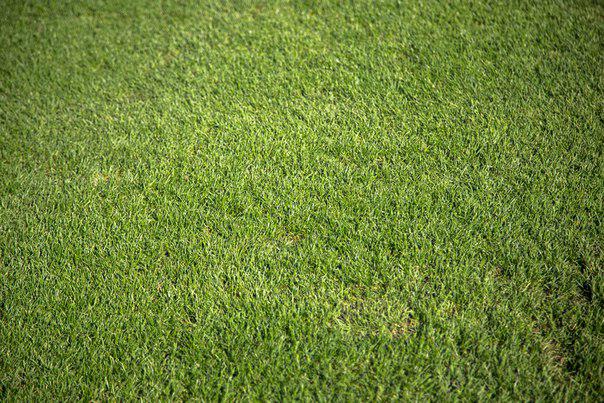 «Ростов»: Будем играть против «Спартака» на лучшем газоне чемпионата России